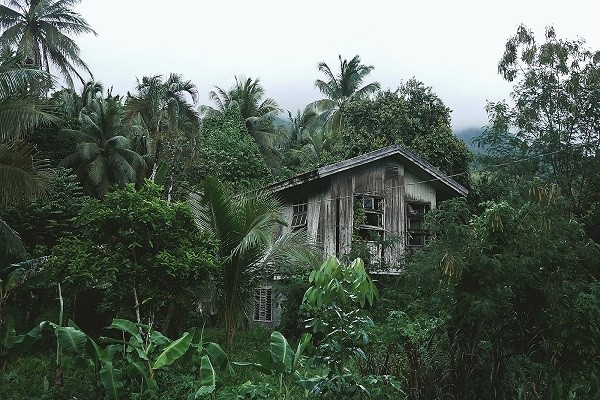 Dilapidated house in jungle